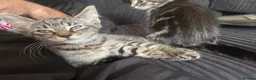 Aegean cats for sale: 4 male greek aegan kittens & 1 girl - Advert 6