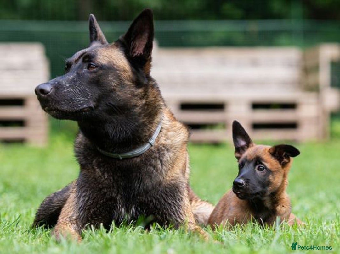 Belgian Shepherd Dog dogs for sale: Security Dog - Image 3