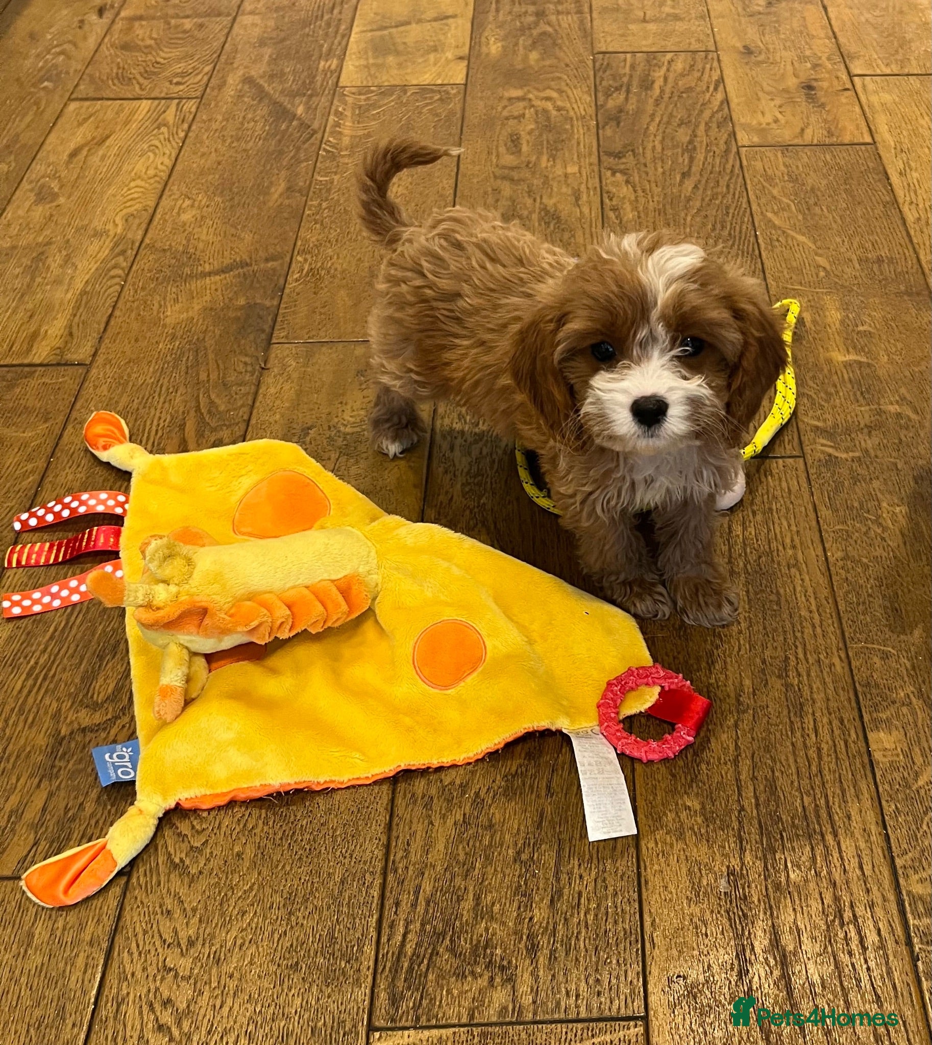 Cavapoo dogs F1 cavapoo puppy  - Advert 7