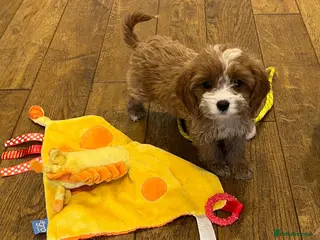 Cavapoo dogs F1 cavapoo puppy - Advert 7