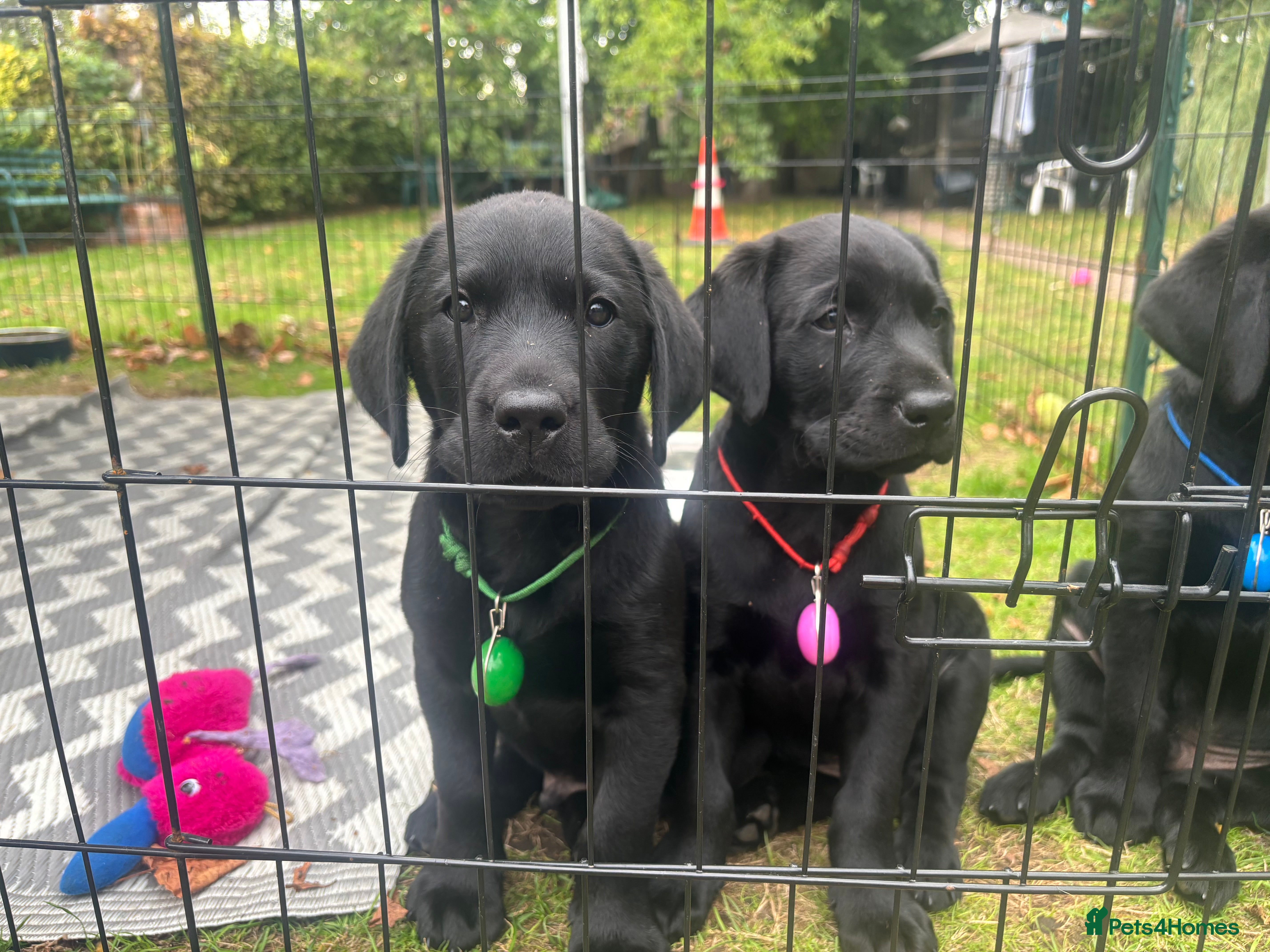 Labrador Retriever dogs Black Labrador pups, KC, dna tests, great scores - Advert 2