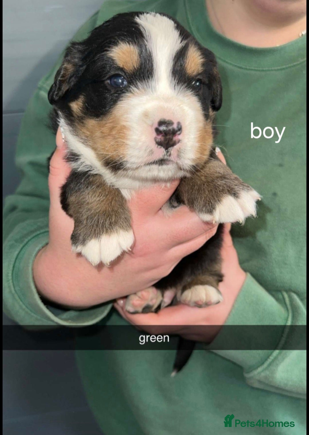 Bernese Mountain Dog dogs for sale: Gorgeous bernese mountain pups  - Image 7