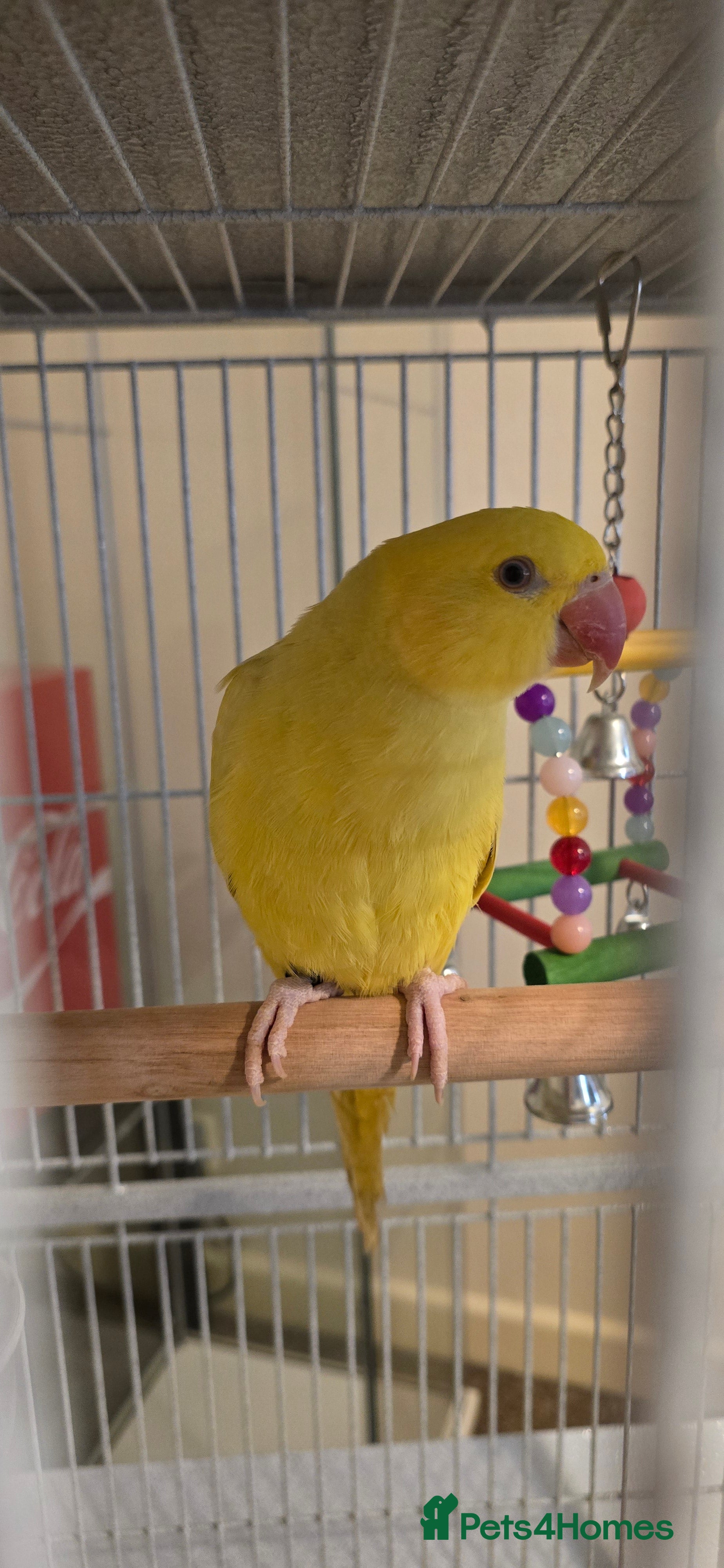 Ringnecks birds Yellow Indian Ringeck - Advert 17