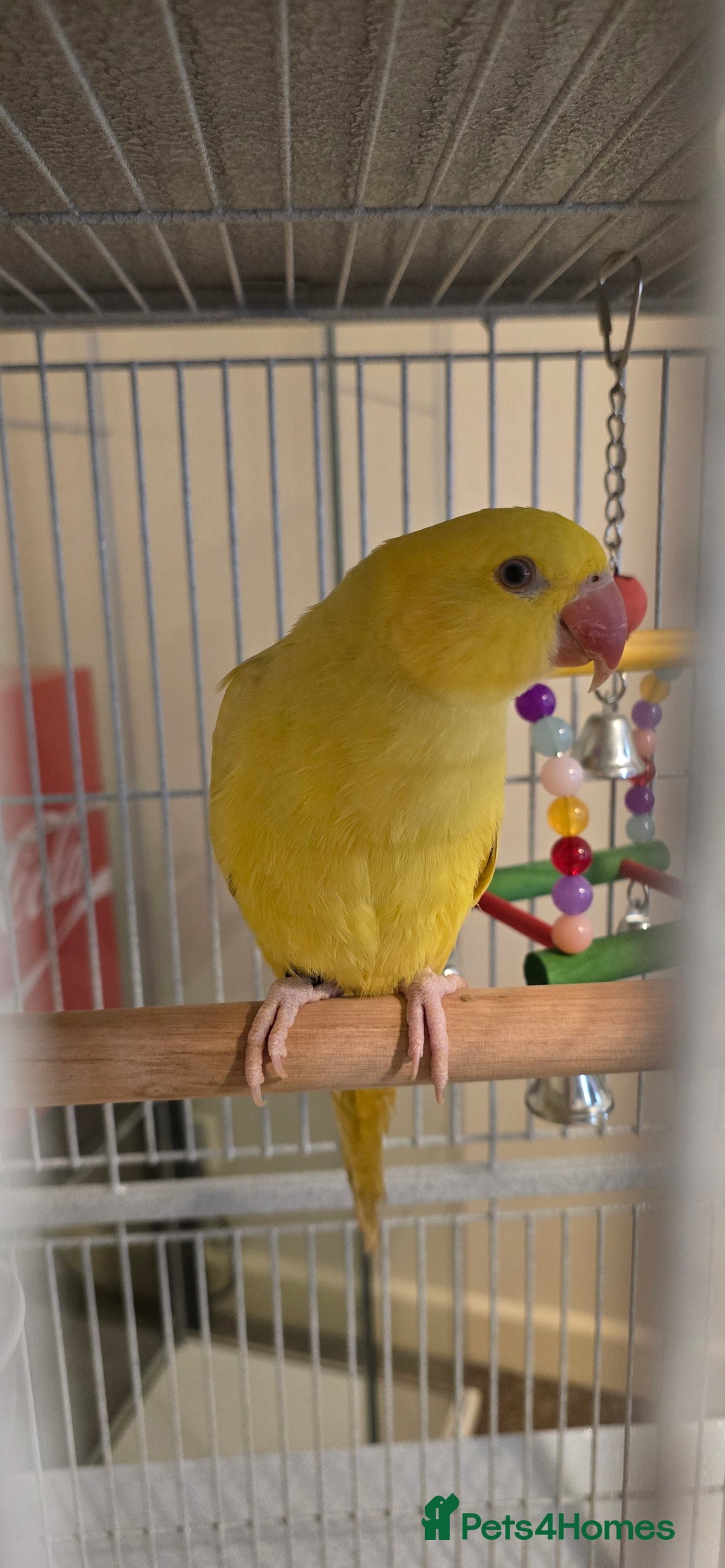 Ringnecks birds for sale: Yellow Indian Ringeck - Advert 1