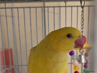 Ringnecks birds Yellow Indian Ringeck - Advert 2