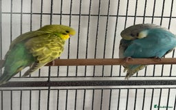 Budgerigars birds for sale: Hand reared tame baby budgies - Image 2