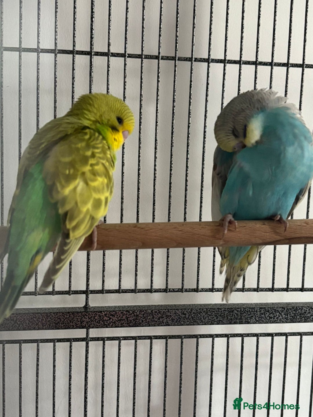 Budgerigars birds for sale: Hand reared tame baby budgies - Image 2
