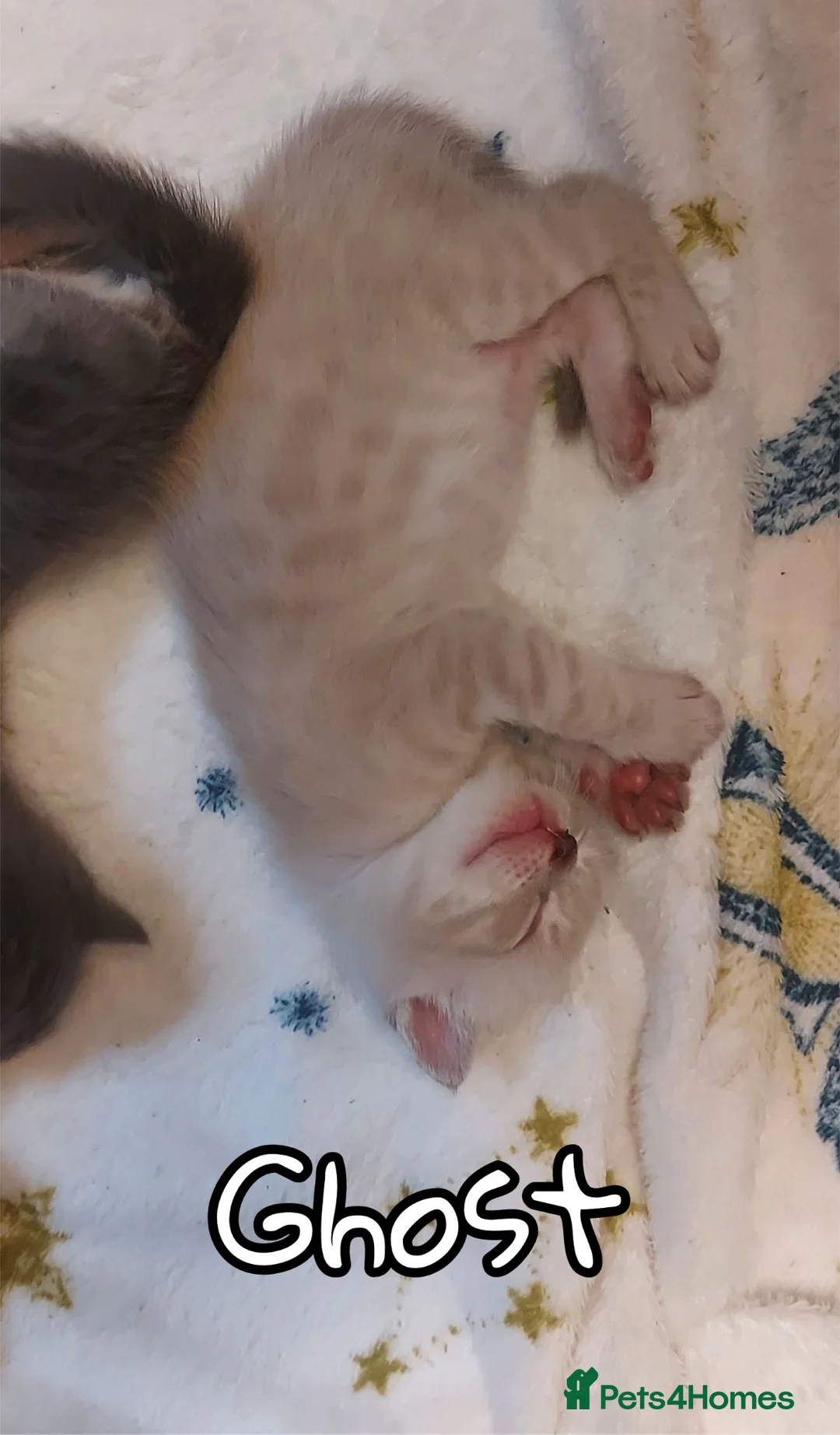 Bengal cats for sale: Adorable bengal X Scottish fold kittens - Advert 2