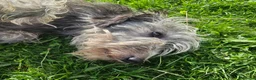 Mixed Breed dogs for sale: Bedlington whippet greyhound  - Advert 11