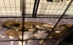 Lhasa Apso dogs for sale: 6 beautiful Lhasa apsos  - Image 31