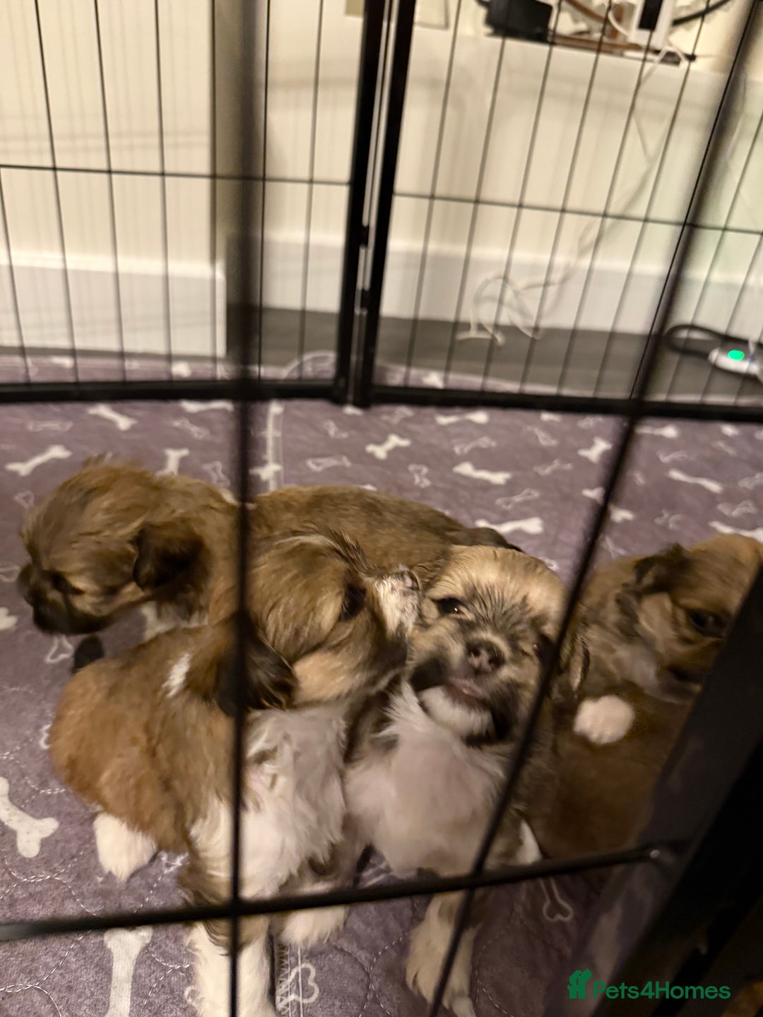 Lhasa Apso dogs for sale: 6 beautiful Lhasa apsos  - Image 31