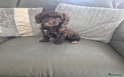 Cockapoo dogs for sale: F1 cockapoo - Ready Now - Image 21