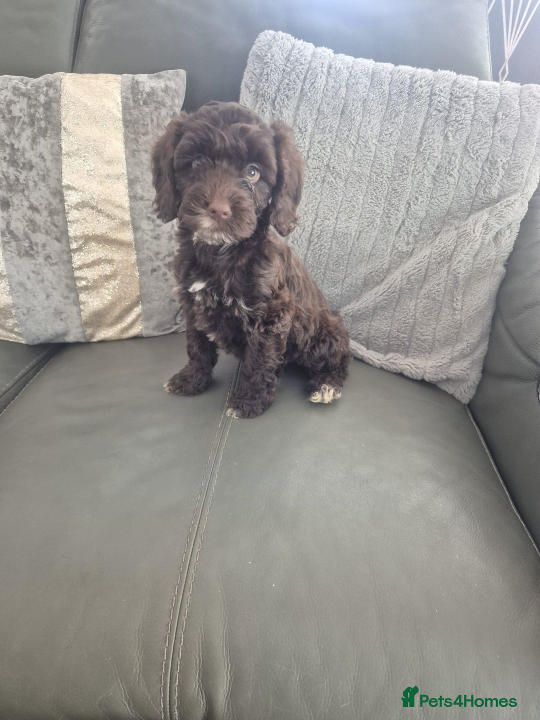 Cockapoo dogs for sale: F1 cockapoo - Ready Now - Image 21