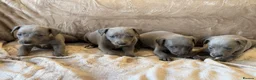 Whippet dogs for sale: ❤️ BEAUTIFUL BLUE WHIPPETS KC REGISTERED❤️ - Advert 3