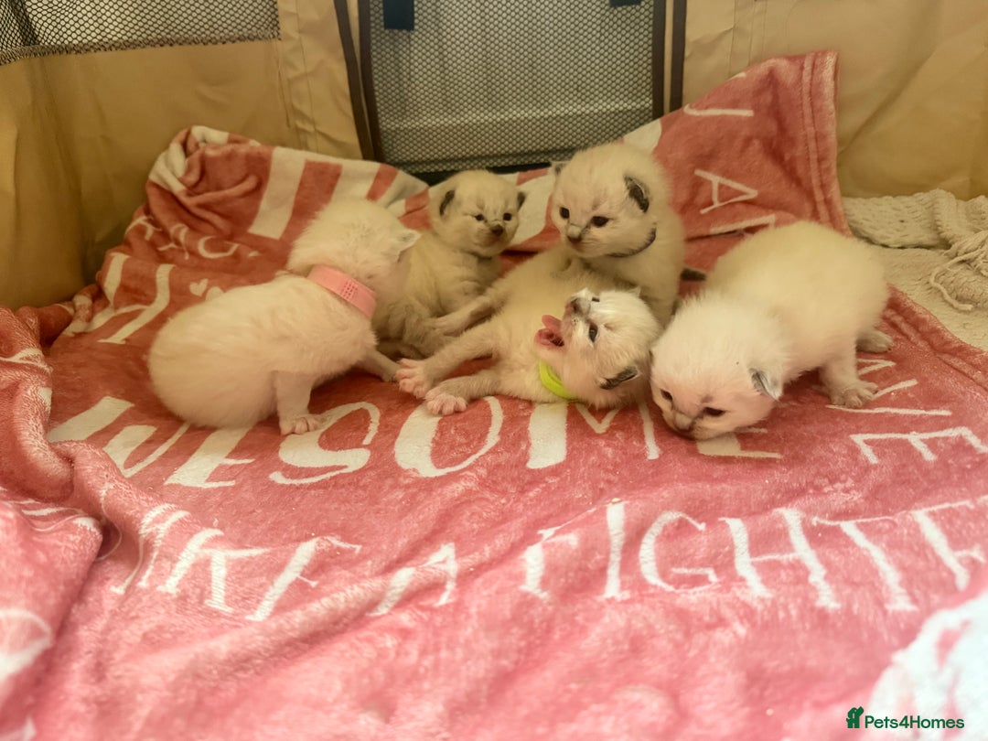 Ragdoll cats for sale: 🥰 blue Ragdolls 🥰 - Advert 5