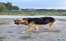 Mixed Breed dogs for adoption: 💖🐶 CHIKA 🐶💖 - Image 17