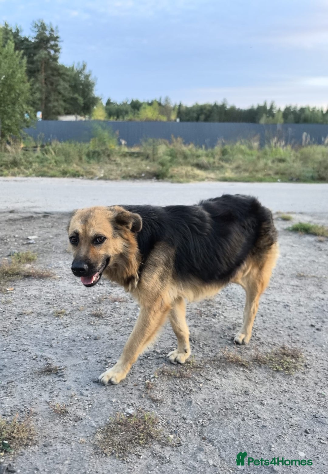 Mixed Breed dogs for adoption: 💖🐶 CHIKA 🐶💖 - Image 17