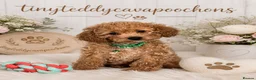 Cavapoo dogs for sale: Tiny teddy cavapoochon’s Now Available  - Advert 2