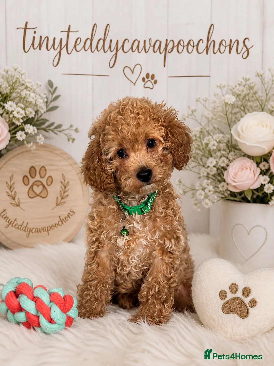 Cavapoo dogs for sale: Tiny teddy cavapoochon’s Now Available  - Advert 2