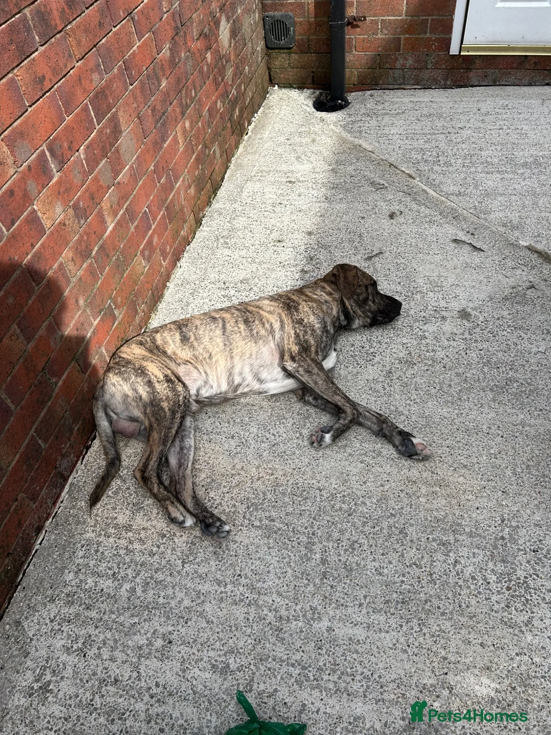 Mixed Breed dogs for sale: Bruno in Blackburn - Advert 1