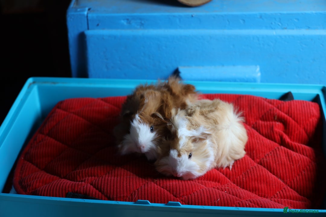Guinea Pig rodents for sale: 2 Peruvian Baby Boars - Image 2