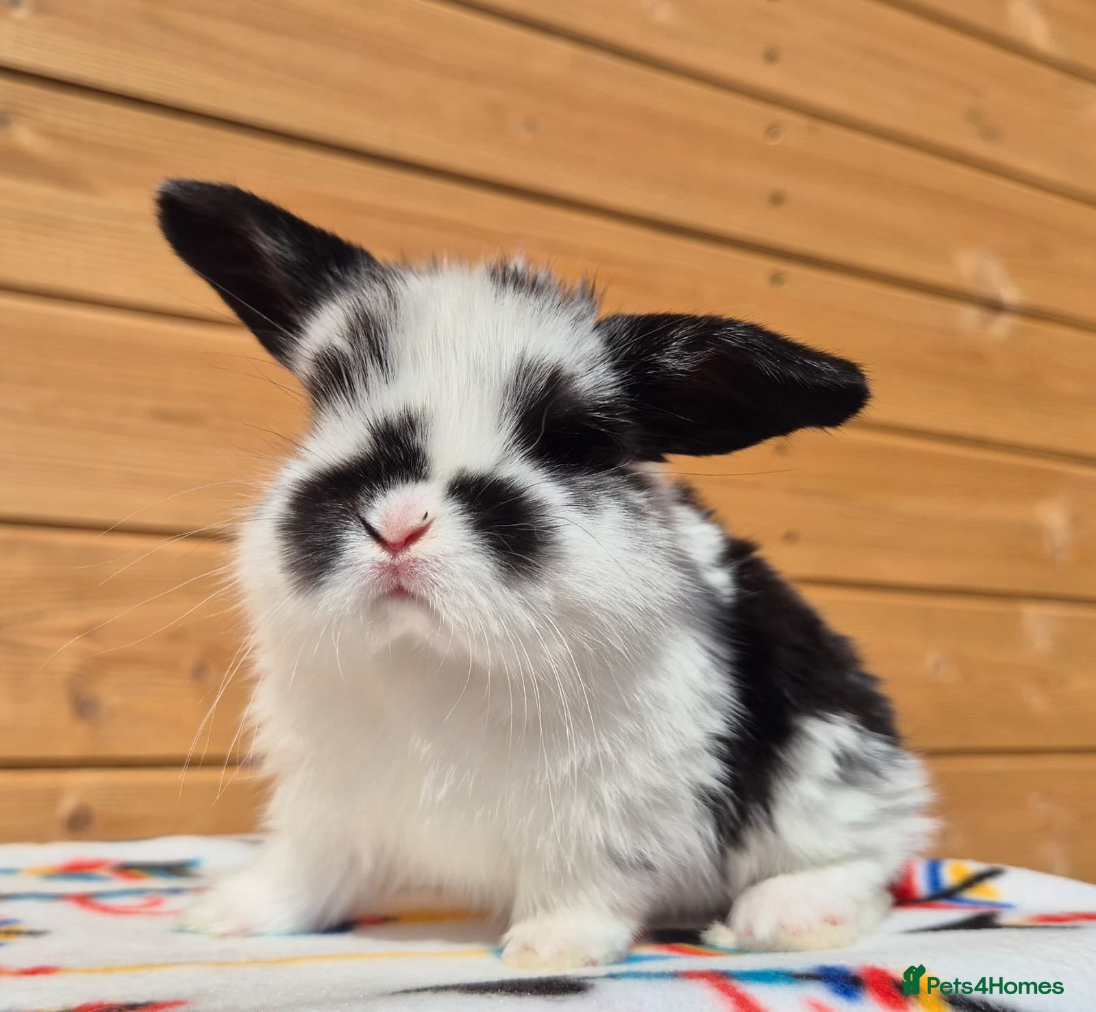 Mini Lop rabbits Minilops 5 weeks old 16th April  - Advert 8