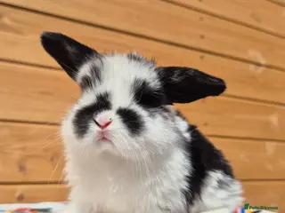 Mini Lop rabbits Minilops 5 weeks old 16th April - Advert 8