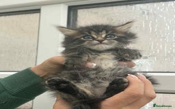 Maine Coon cats for sale: Maine coon xxx - Image 3