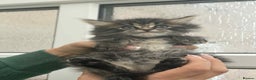 Maine Coon cats for sale: Maine coon xxx - Advert 3