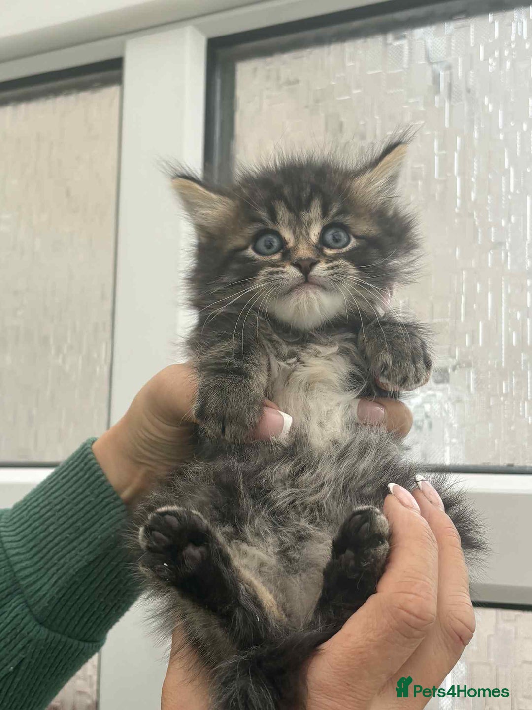 Maine Coon cats for sale: Maine coon xxx - Image 3