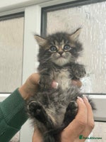 Maine Coon cats - Advert 11