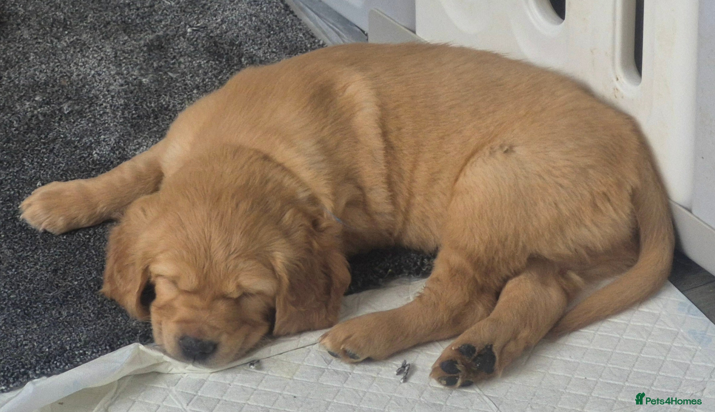 Golden Retriever dogs for sale: 🐶 Beautiful Golden Retriever Puppies for Sale ❤️ - Advert 2
