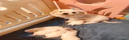 Maltese dogs for sale: Korean Maltease puppies  - Advert 6