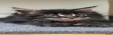 Maine Coon 1
