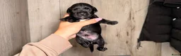 Mixed Breed dogs for sale: Border terrier x patterdale - Advert 11