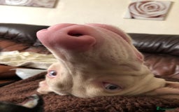 Dobermann dogs for sale: Male cream tan Doberman  - Advert 4