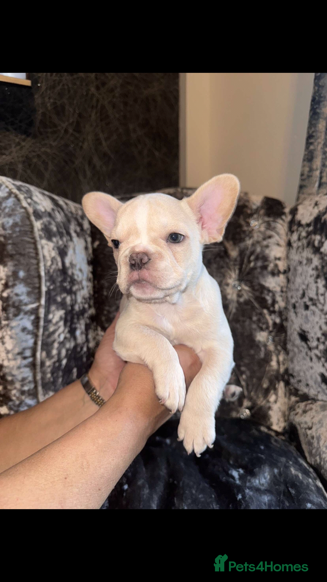 French Bulldog dogs for sale:  French bulldogs from £850 to £1700 in Liverpool - Image 6