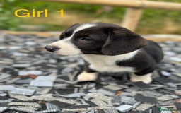 Welsh Corgi Cardigan dogs for sale: Welsh Cardigan Corgi Puppies  - Image 8