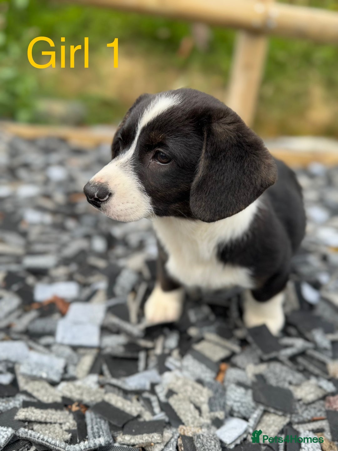 Welsh Corgi Cardigan dogs for sale: Welsh Cardigan Corgi Puppies  - Image 8