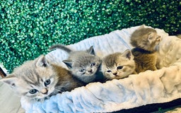 British Shorthair cats for sale: British shorthair kittens  - Image 15
