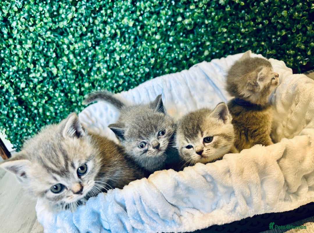 British Shorthair cats for sale: British shorthair kittens  - Image 15