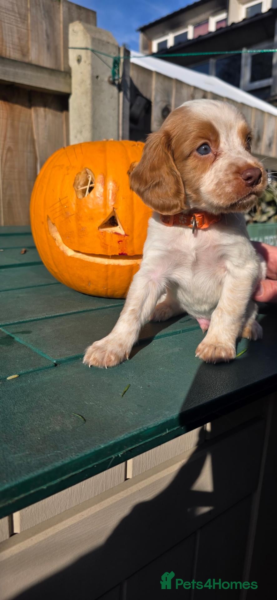 Sprocker dogs for sale:  4th gen Sprocker puppies 🐶  - Advert 1