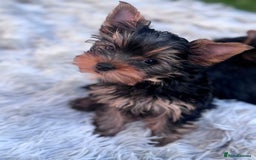 Yorkshire Terrier dogs for sale: Last girl ready🥰 Pedigree Yorkshire Terrier Puppy - Image 34