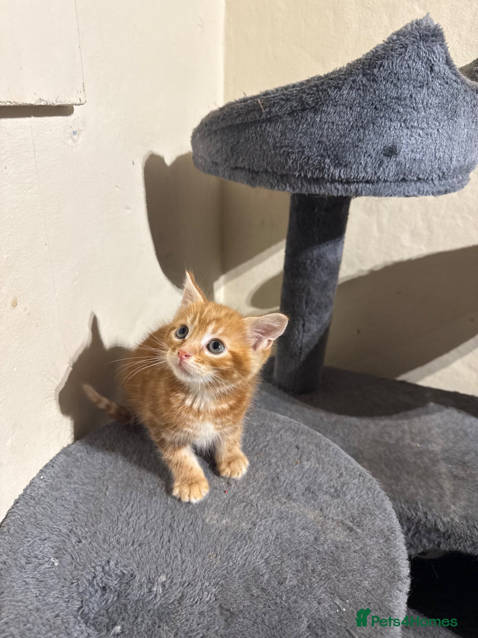 Maine Coon Kitten 1
