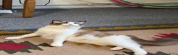 Ragdoll cats for sale: Ragdoll - Advert 5