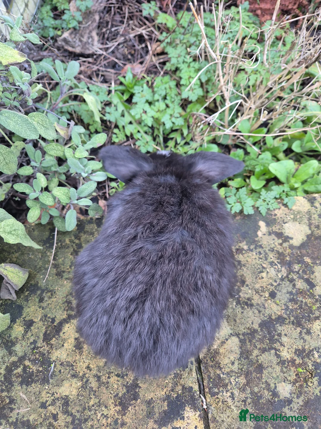 Mini Lop rabbits for sale: Mini Lops  - Advert 6