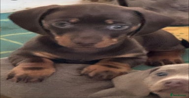 Miniature Dachshund dogs - Advert 13