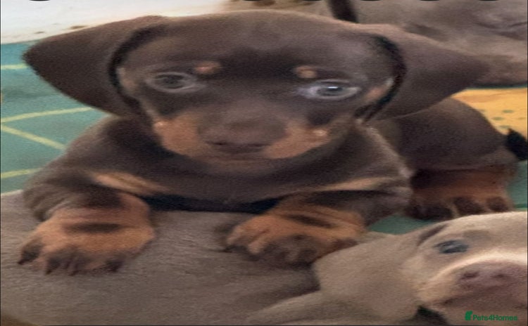Miniature Dachshund dogs - Advert 15