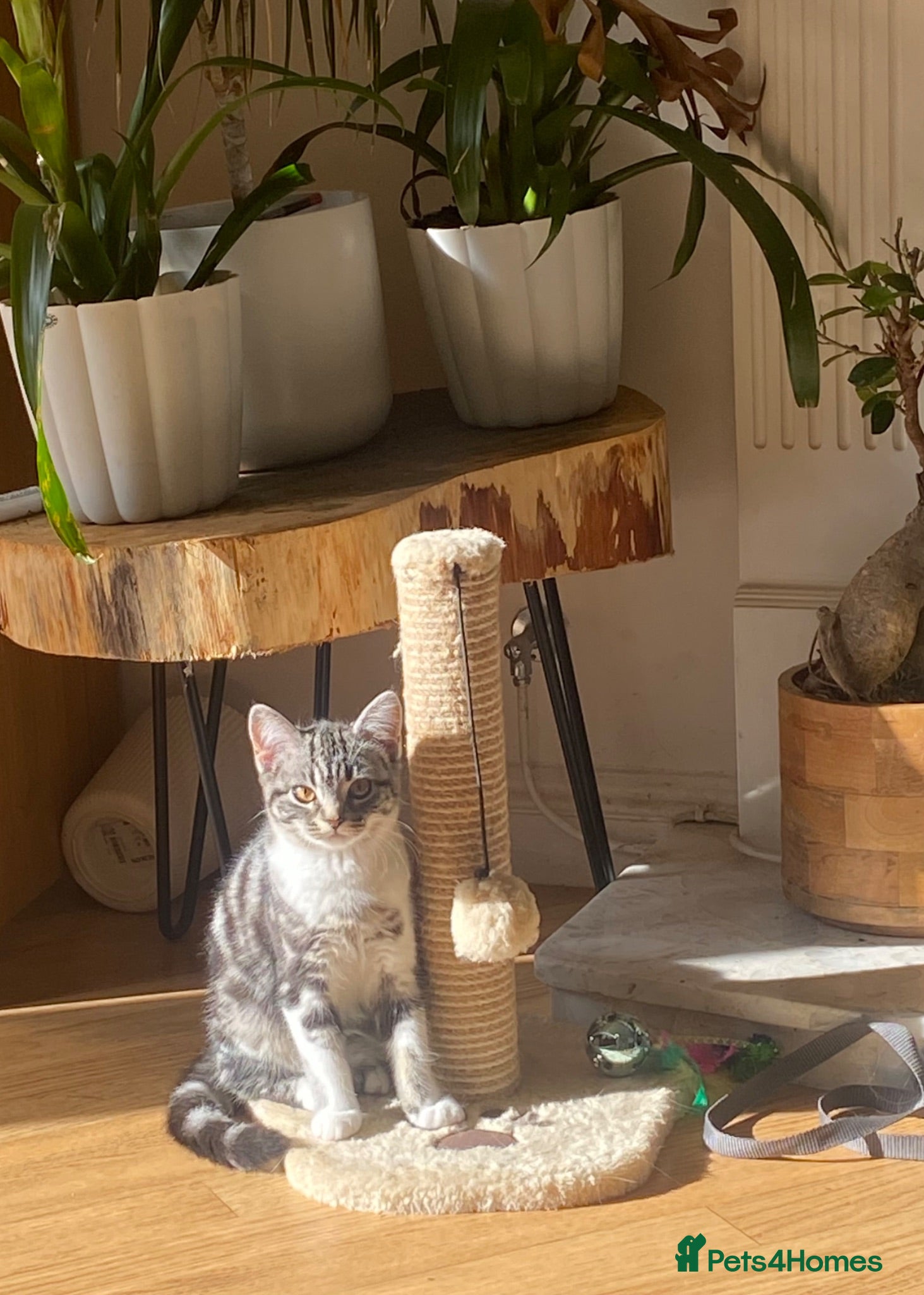 Mixed Breed cats British Shorthair X Persian  - Advert 2