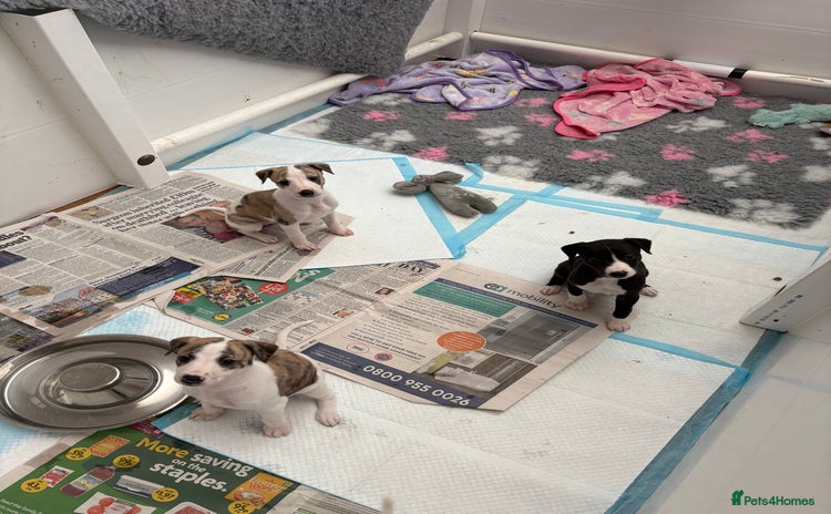 Whippet dogs - Advert 1